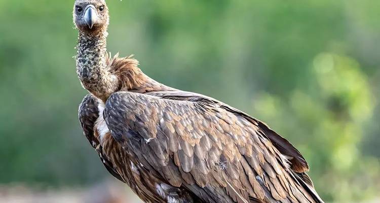 Vautour perché sur une carcasse dans un cadre naturel.