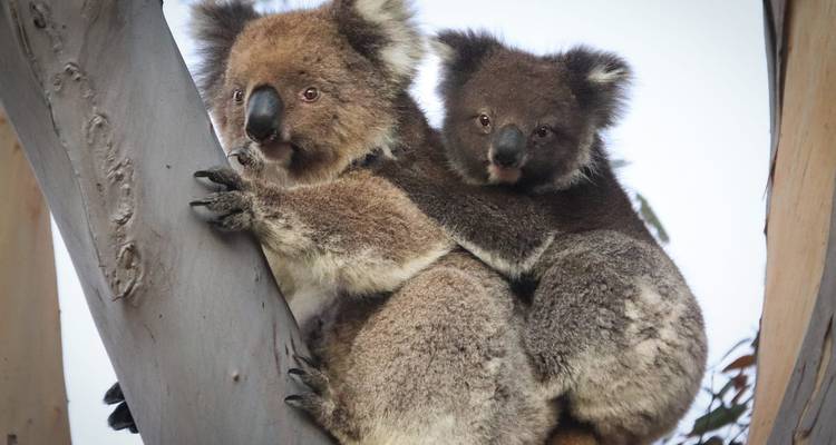Primer plano de dos koalas abrazándose aferrados al tronco de un eucalipto