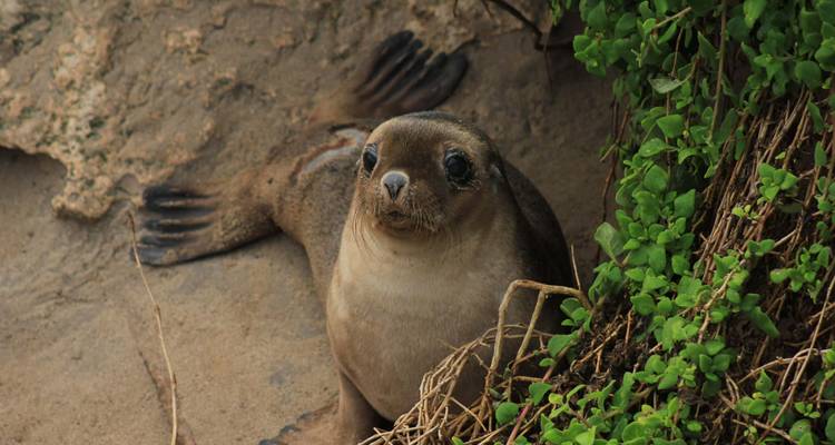 Joven foca mira con curiosidad desde un hueco arenoso junto a vegetación verde
