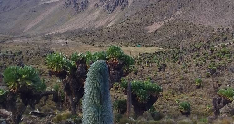 8 days Mount Kenya Trek with Lake Nakuru and Masai Mara mid range Safari 2025 - CKC Tours & Travel 3