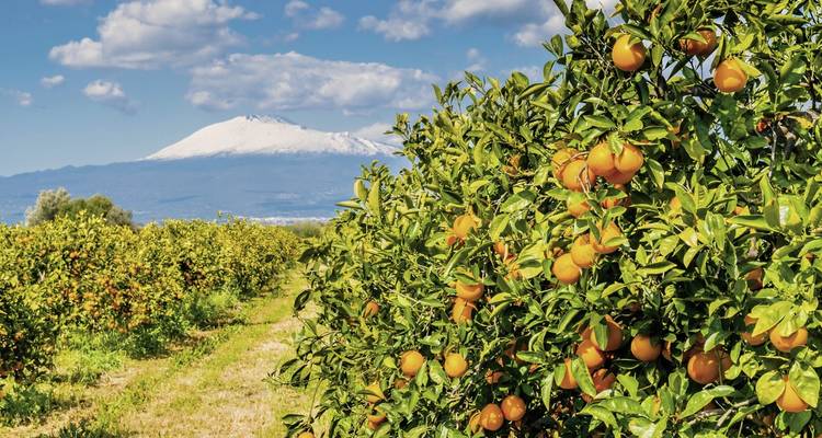 Orangeraie avec une vue en arrière-plan d'une montagne enneigée.