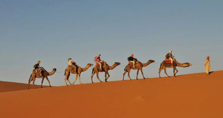 Camel caravan in the desert at sunset.