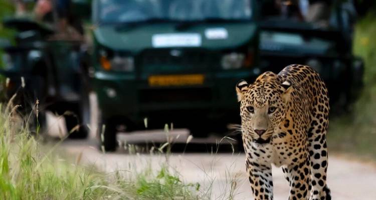 From Delhi: India's Luxury Golden Triangle with Leopard Safari & Sunrise Taj Mahal -  Taj Voyages Tours  3