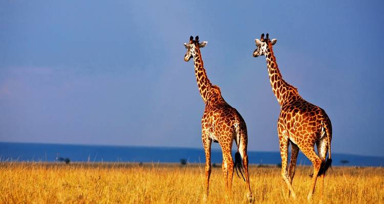 Wild Wonders and Coastal Bliss: Kenya Safari & Lamu Escape - Wanderful Holidays LLC 3