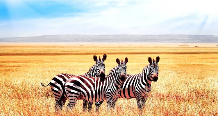 Wild Wonders and Coastal Bliss: Kenya Safari & Lamu Escape - Wanderful Holidays LLC 4