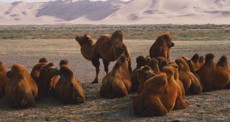 La Mongolie et le désert doré de Gobi - Penguin Travel 4