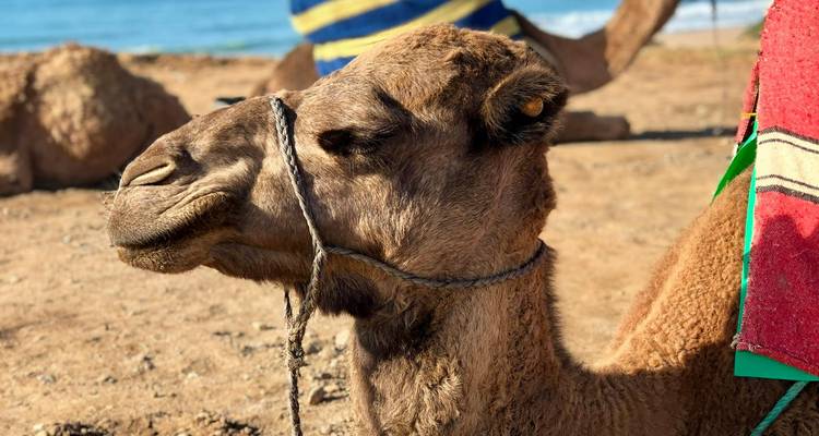 Gros plan d'un chameau avec arrière-plan flou.