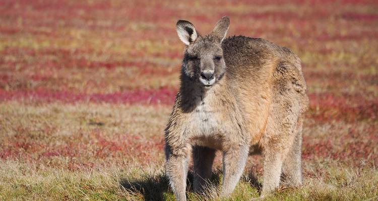 Best of Tasmania - Intrepid Travel 5