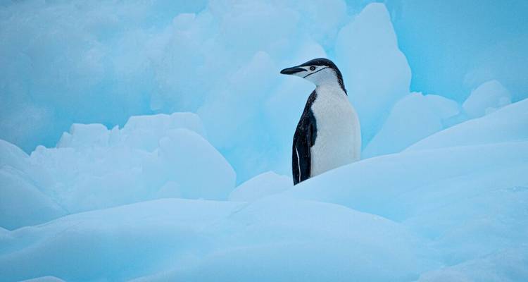Lo mejor de la Antártida: Explorador de la Fauna - Intrepid Travel 1