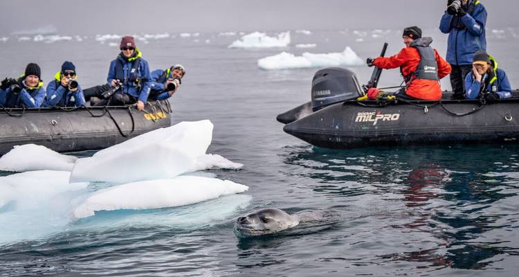 Lo mejor de la Antártida: Explorador de la Fauna - Intrepid Travel 8