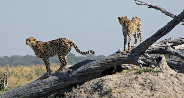 Excursion d'une journée dans la réserve de Moremi (2 en 1) - Marvelous Mobile Safari 2