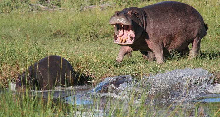 Excursion d'une journée dans le delta de l'Okavango (Mokoro) - Marvelous Mobile Safari 1
