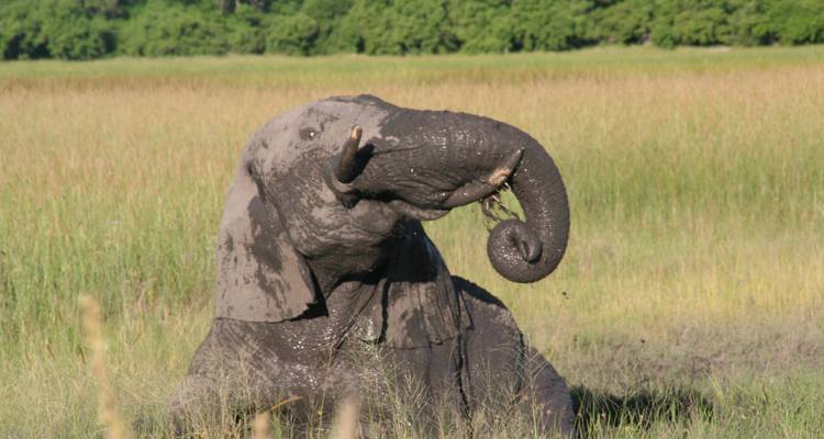 Excursion d'une journée dans le delta de l'Okavango (Mokoro) - Marvelous Mobile Safari 2