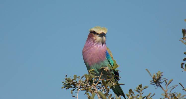 Excursion d'une journée dans le delta de l'Okavango (Mokoro) - Marvelous Mobile Safari 3