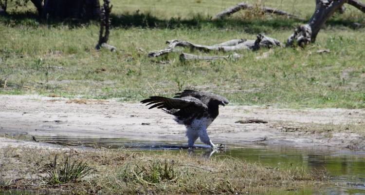 Excursion d'une journée dans le delta de l'Okavango (Mokoro) - Marvelous Mobile Safari 4