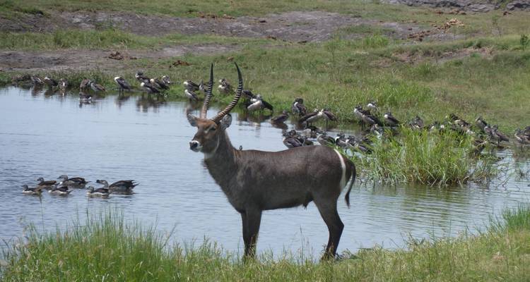 Excursion d'une journée dans le delta de l'Okavango (Mokoro) - Marvelous Mobile Safari 6