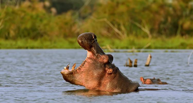 9 days Kenya Shared vehicle medium range Safari 2025 - CKC Tours & Travel 1