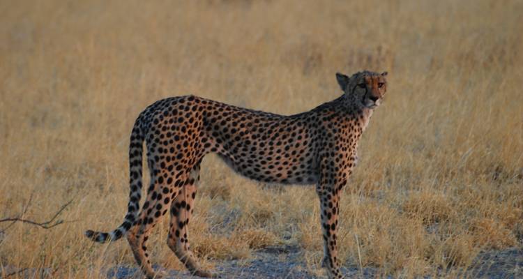 Excursion d'une journée à Makgadikgadi - Marvelous Mobile Safari 2