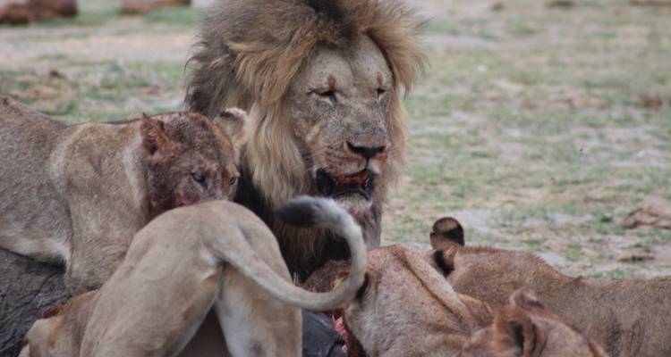 Excursion d'une journée à Makgadikgadi - Marvelous Mobile Safari 4