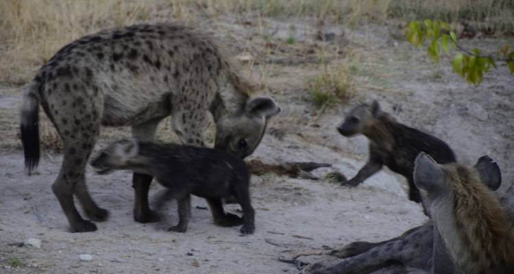 Excursion d'une journée à Makgadikgadi - Marvelous Mobile Safari 9