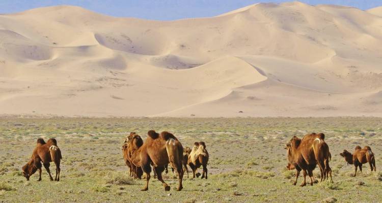 A herd of camels grazing in front of sand dunes.