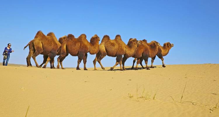 A person walking alongside camels on sand dunes.