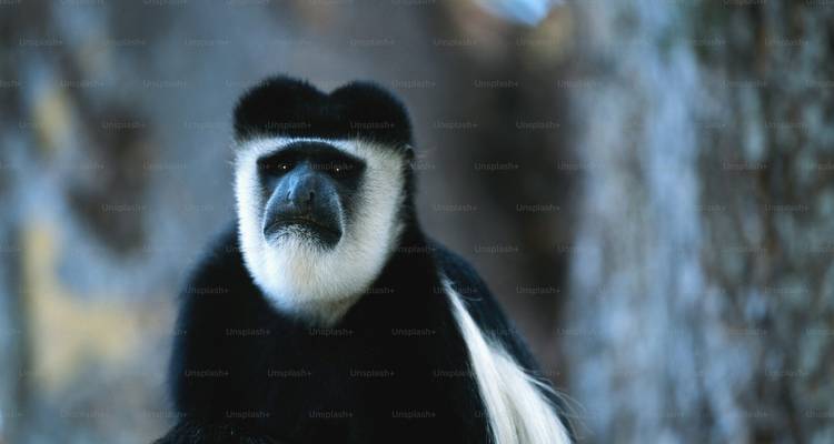 20 jours de safari de luxe en avion au Kenya avec visite de la plage de Mombasa 2025 - CKC Tours & Travel 2