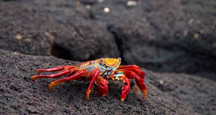 Croisière aux Galápagos et Pérou en profondeur (Grand Queen Beatriz) - Intrepid Travel 7