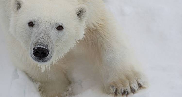 Gros plan d'un ours polaire curieux debout sur de la neige blanche immaculée, regardant directement vers l'appareil photo.