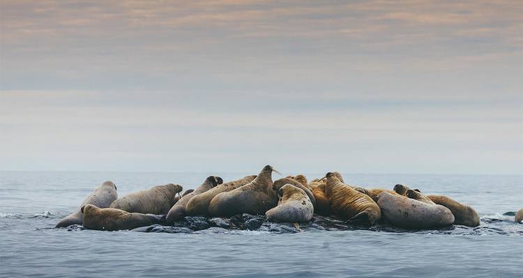 Un groupe de morses se repose sur une île rocheuse basse entourée par les mers arctiques calmes sous un ciel voilé.