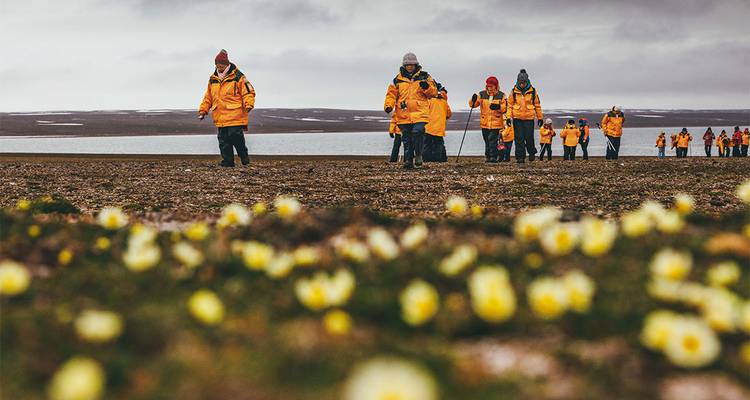Une longue file d'expéditionnaires en parkas jaune vif traverse la toundra tandis que de minuscules fleurs arctiques se brouillent au premier plan.