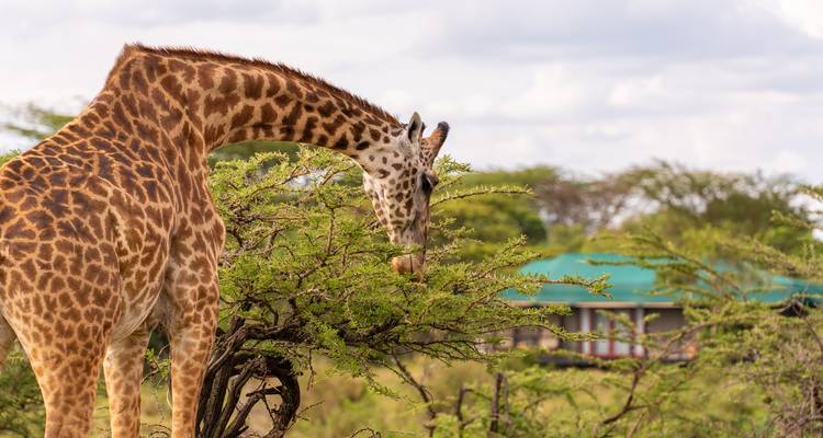 Eine Giraffe, die Blätter in einer Savanne frisst, mit einer Lodge im Hintergrund.