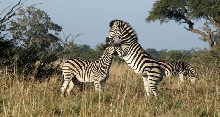 Excursion d'une journée dans la réserve de Moremi - Marvelous Mobile Safari 2