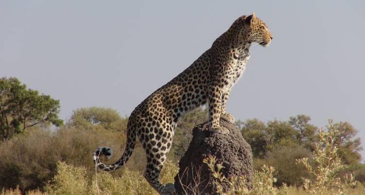 Excursion d'une journée dans la réserve de Moremi - Marvelous Mobile Safari 4