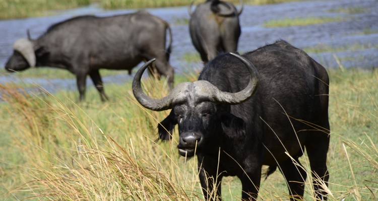 Excursion d'une journée dans la réserve de Moremi - Marvelous Mobile Safari 8