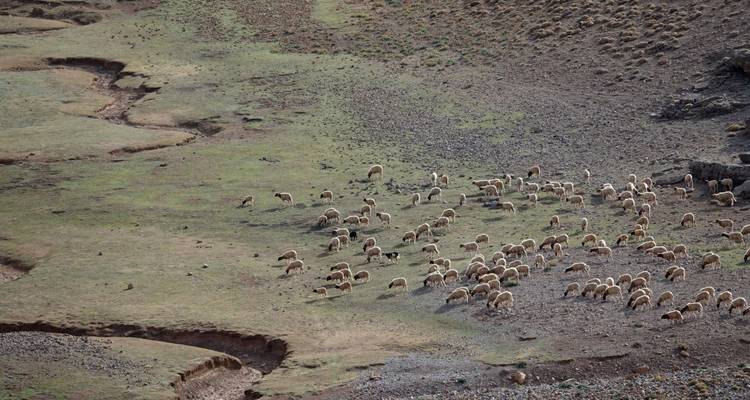 Een kudde schapen die graast op een uitgestrekt landschap.