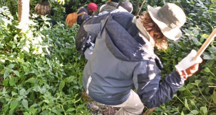 Wandelaars die door dichte begroeiing trekken.