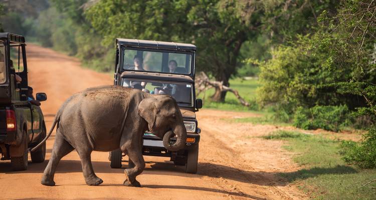 Sri Lanka Indomable: Safari, Cumbres y Horizontes Dorados - journaway 5