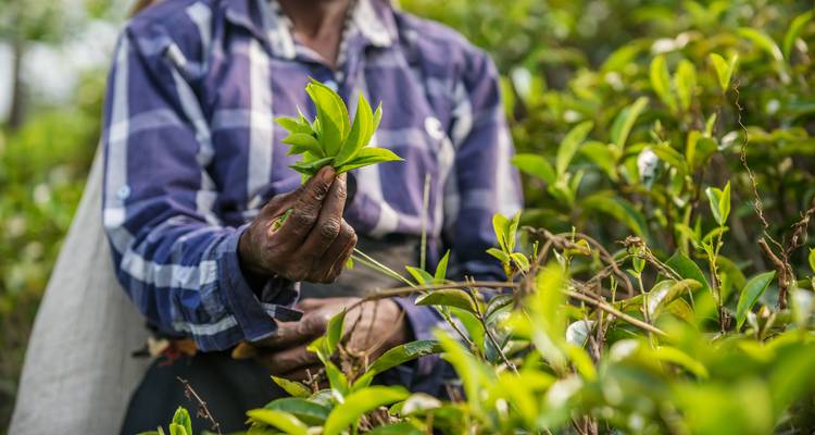 Persoon die vers geplukte theeblaadjes toont.
