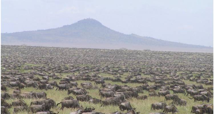 Safari de 6 días por Kenia y Tanzania en vehículo de medio alcance 2025 - CKC Tours & Travel 3