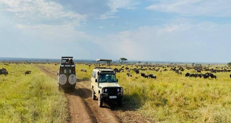 Experimenta la vida salvaje en Kenia y Tanzania - Devine African Safaris Ltd 2