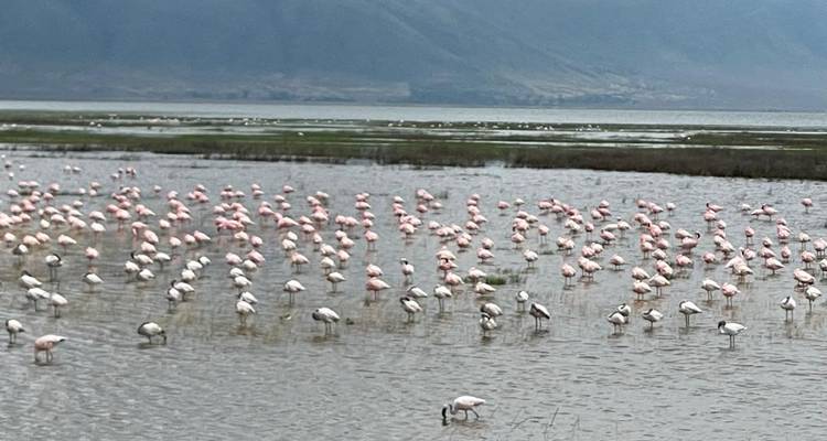 Experimenta la vida salvaje en Kenia y Tanzania - Devine African Safaris Ltd 3