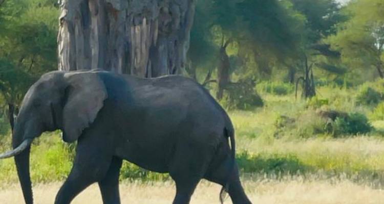 Experimenta la vida salvaje en Kenia y Tanzania - Devine African Safaris Ltd 9