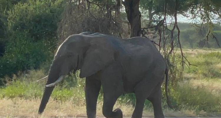 Experimenta la vida salvaje en Kenia y Tanzania - Devine African Safaris Ltd 10