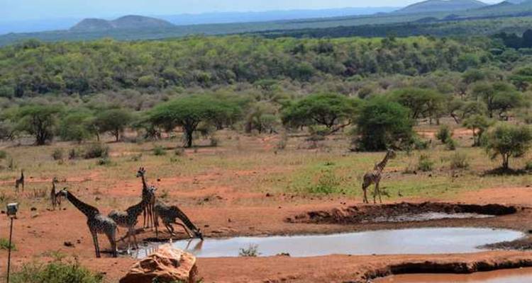 9 jours de safari routier de luxe au Kenya 2025 - CKC Tours & Travel 3