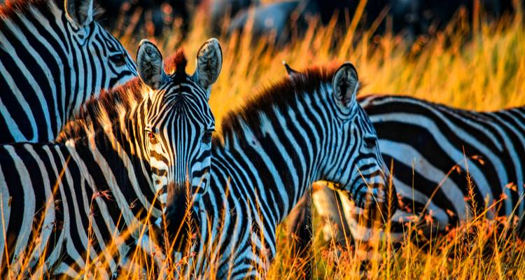 Cebras paradas en hierba alta con una luz cálida y dorada.