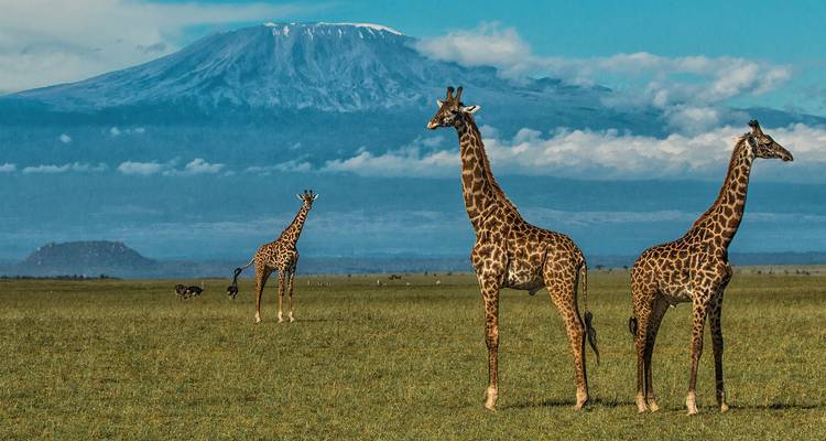 Jirafas caminando con el Monte Kilimanjaro de fondo.