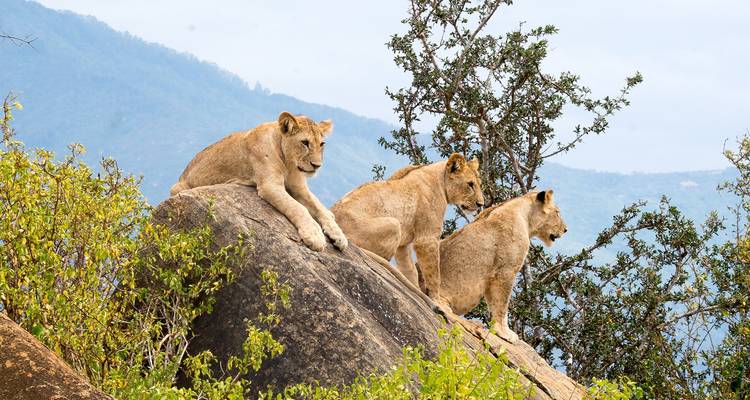 Leones descansando sobre una roca con un fondo montañoso.