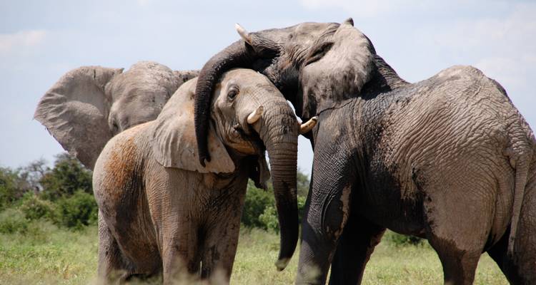 Luxe : les chutes Victoria, le parc national Kruger et le Cap en 12 jours - Amatungulu Tour 2