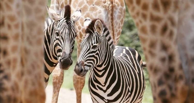 Luxe : les chutes Victoria, le parc national Kruger et le Cap en 12 jours - Amatungulu Tour 4